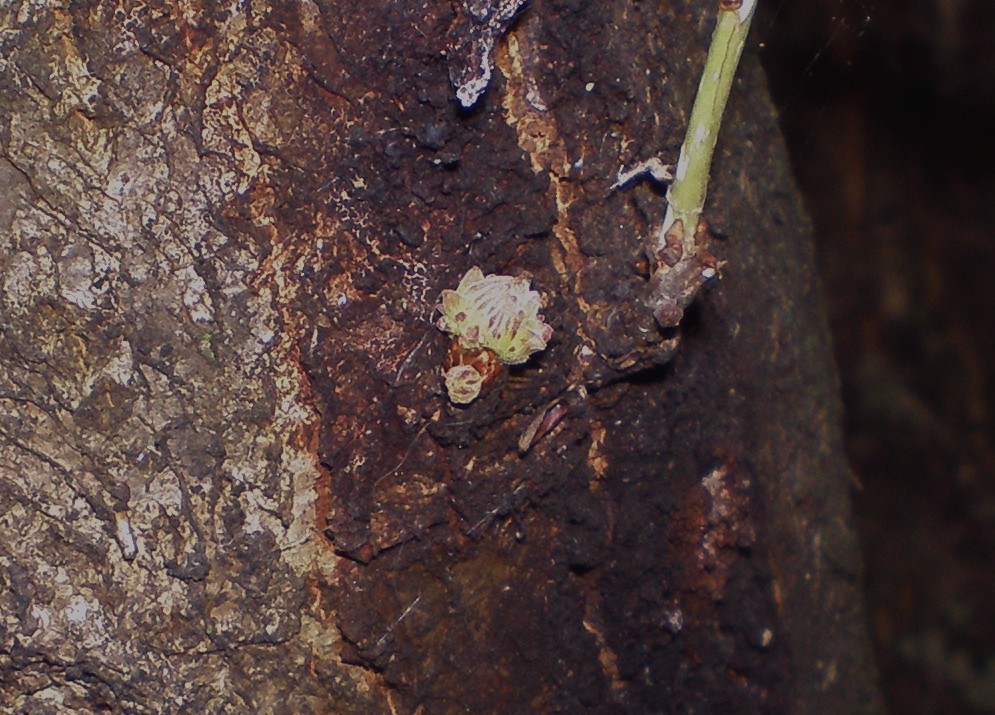 galla di Cynipidae da determinare